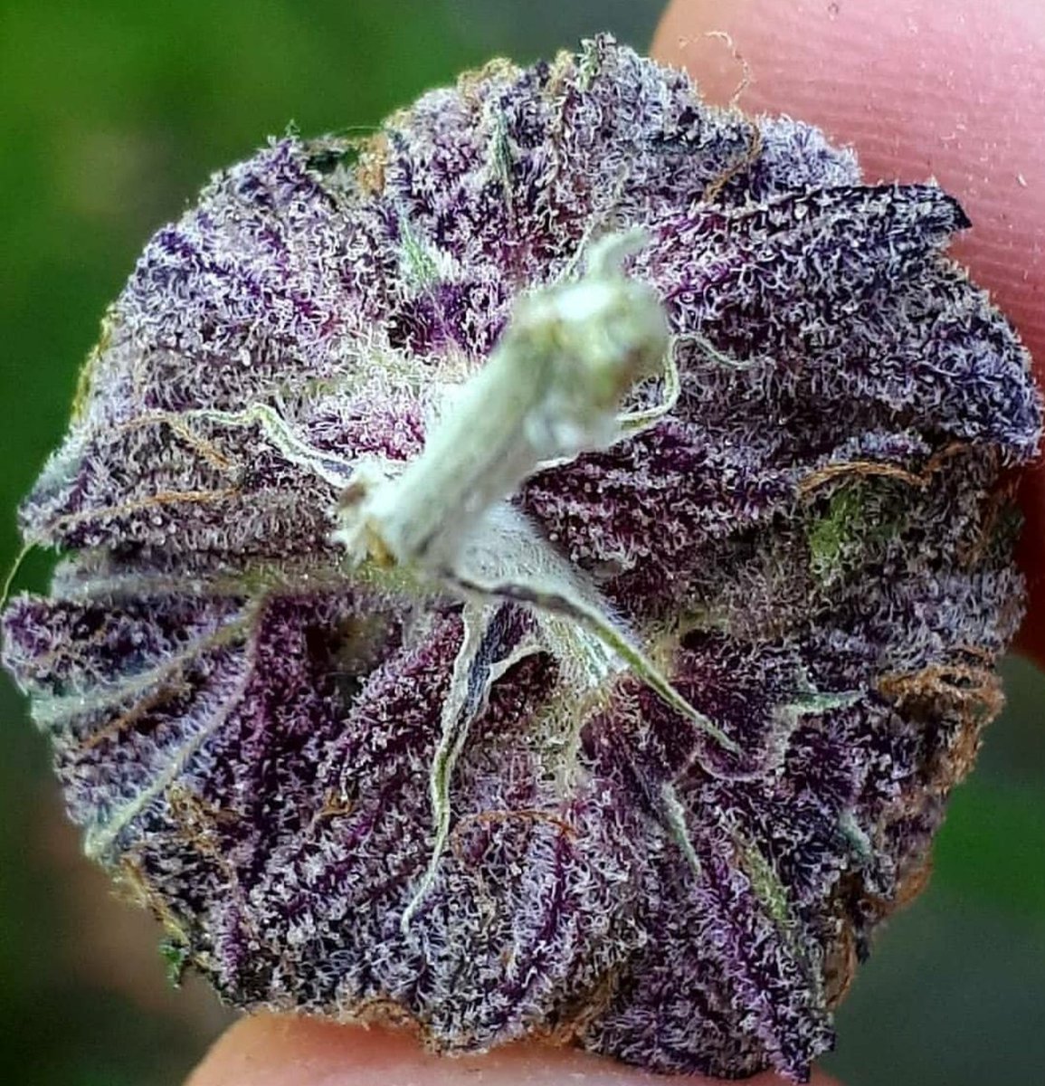 dicksonray692's tweet photo. Grape Candy 
#topshelfonly #tropicheat #purplepunch #ogkb #inhousegenetics #olcclicensed #purplekush  #olcc #frostyweed #froztynugs #frostybuds #WeedPorn #HighLife #goergemorgan #gorillaglue #dispensary #theclonezone  #thebudtendersociety #forumcookies #gscookies #tangie #lightde https://t.co/wmGN7iiq81