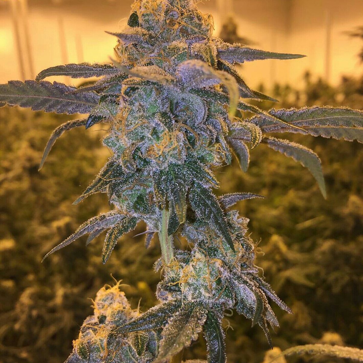dicksonray692's tweet photo. Face off
#hazykush #hazesmokers #kushsmoke #nugshots #nugshot #nugstagram #olcc #olcclicensed #budtendersociety #goergemorgan #dispensary #WeedPorn #HighLife #StonersNationa #caliconnect #Cannabis #greenbud #recweed # recreationalcannabis #420community #recreationalmarijuna #420 https://t.co/9q8PA4KPPr