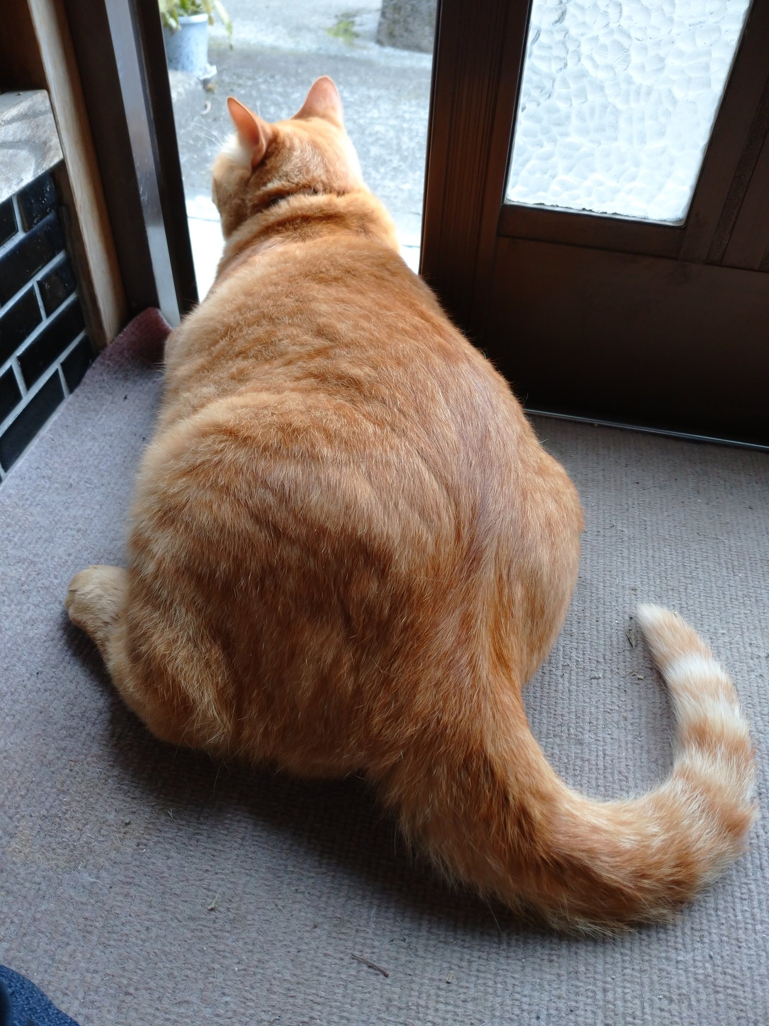ゆゆたま 昨日の夜にマムシに噛まれたみたいで外に出ようとしない猫助 ちな 病院で体重測ったら7 5kgだった T Co Ka5p3khjhw Twitter ゆゆたま 昨日の夜にマムシに噛まれたみたいで外に出ようとしない猫助 ちな 病院で体重測ったら7 5kgだった T Co Ka5p3khjhw Twitter