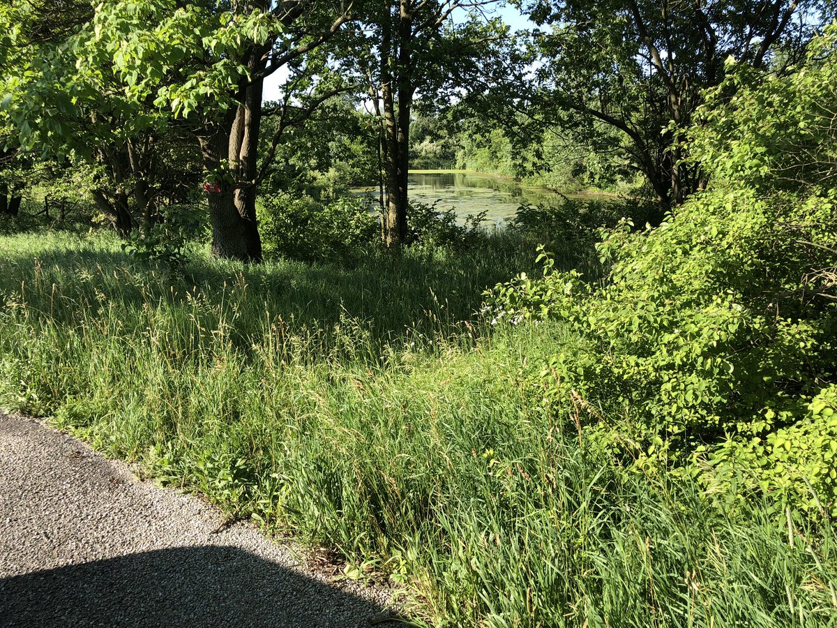 GolfinFF's tweet photo. @ohiodnr why does my public land look like this? Darke county wildlife area looks like #crap and this is the better looking location there https://t.co/80TaFHRKZH