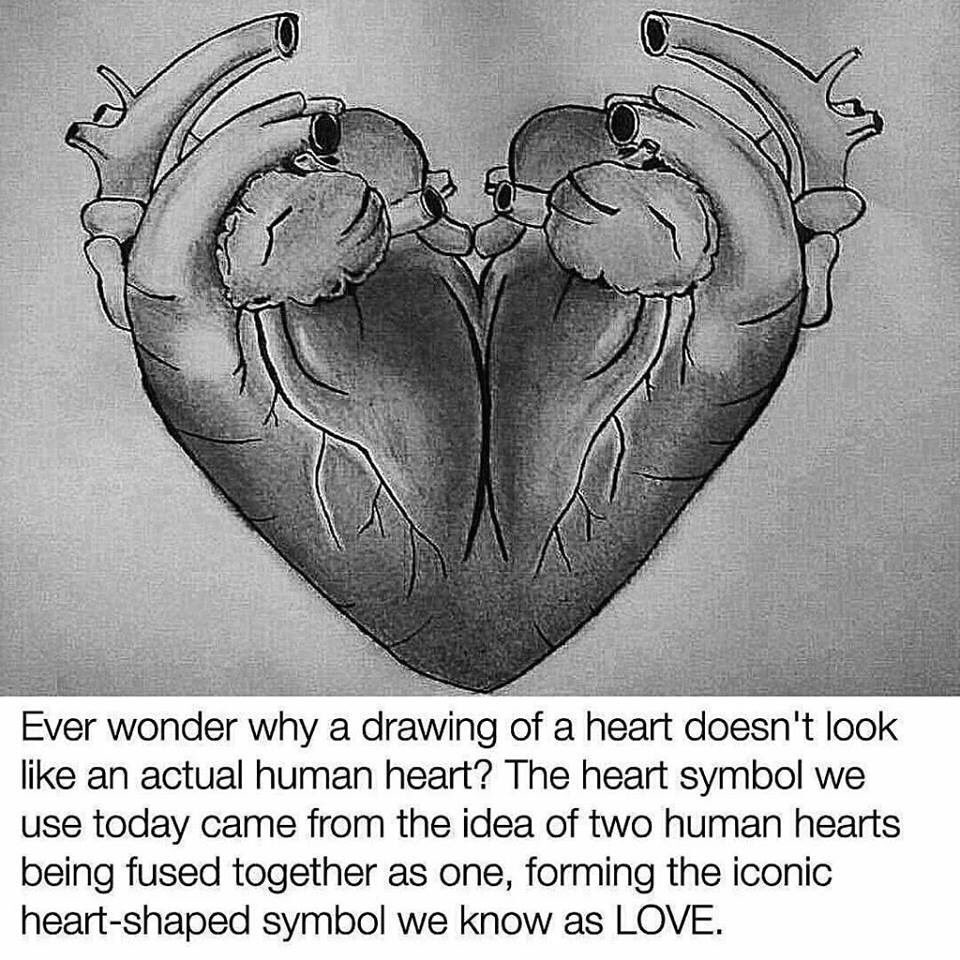 The human heart