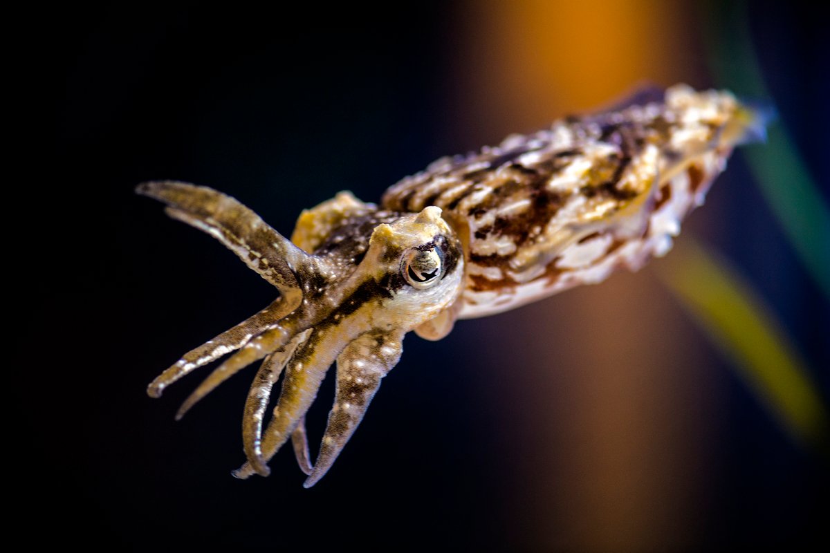 “頭足類週間”につき全米の水族館や頭足類好きが CephalopodWeek のタグでとっておきのタコ＆イカ画像をシェア (3ページ目