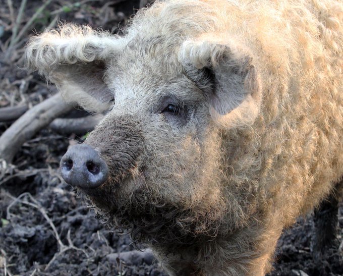 秘密にしておきたかった生き物さん の最近のツイート 12 Whotwi グラフィカルtwitter分析