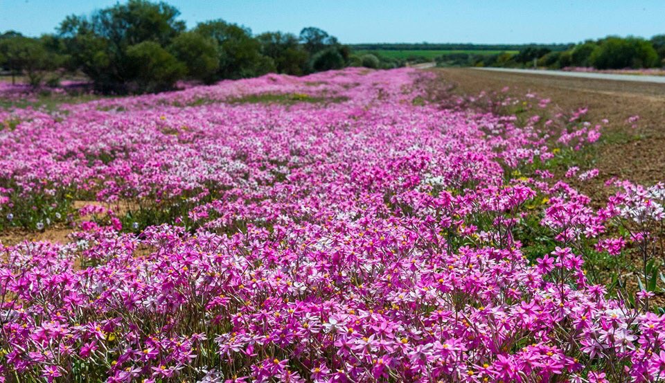 Morawashire's tweet photo. You’re living in an amazing place when in a good wildflower season (we’re hoping for one this year) you can drive along and look along the roadside and you can see a patch of vibrant colour like this..... truly spectacular..... Image Credits Dr Tony Tropiano #morawa #wildflowers https://t.co/SQYU2IJgLm