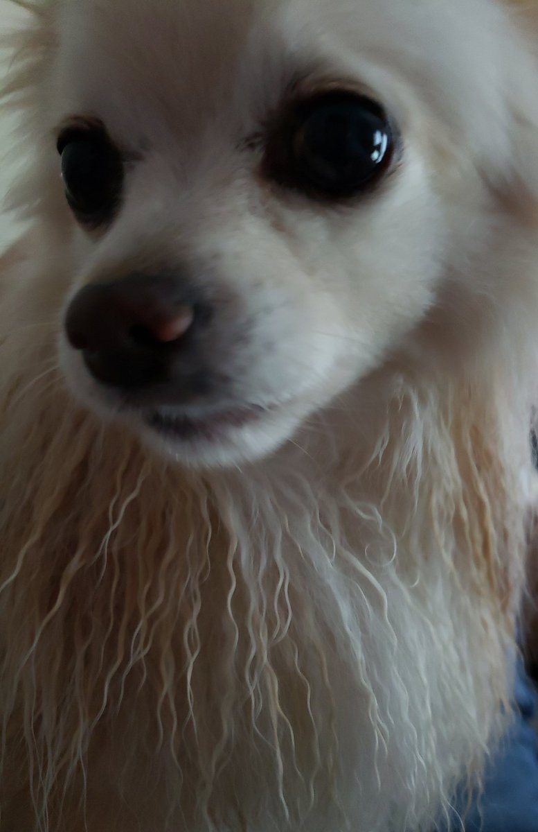 cajunchihuahua's tweet photo. Seriously, anypawdy haf ideas on getting rid of skunk smell? 🦡 I can't take any more of dese tortuous bafs! - Duke 🐾 #skunked #cutthewateroff #dogsoftwitter #rescuedog @chewy @amazon #dog @boopmynose @Walmart #puppyprozac #DogLife #amazonmom @1800PetMeds #itsgettingworse https://t.co/xSw9NpfJzC