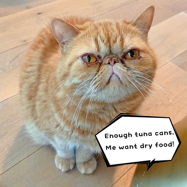 derpycatsandchn's tweet photo. We’ve been having a bit of a diet recently because some sensitive stomach issues: more tuna cans and less dry food. Unfortunate our dear Apollo is a dry food lover and she is not too happy with this arrangement. #persiancat #波斯猫 #exoticshorthair #derpycatsandchin #apollothec… https://t.co/jWXoQvJNuO