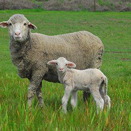 AGBU_GENE's tweet photo. @meatlivestock have released The Genetics Hub found at https://t.co/6mJiVwbwrJ it contains information about Breeding values and genetics for the temperate and tropical beef as well as the prime lamb and merino industries.Great resource check it out. #Beef #Sheep #BreedingValue https://t.co/I8eBPxdH5l