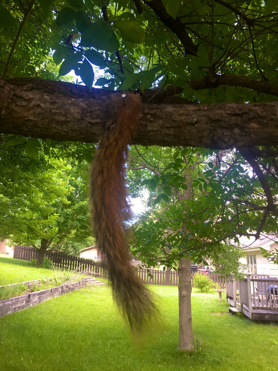 DeanEgger's tweet photo. So I usually donโt worry about squirrels in #deantown unless they mess with my bird feeder. So I decided to put up a sign that says donโt mess with the feeder unless you are a bird. I think it will be effective. #Iamnotplaying #onlyforbirds https://t.co/OBEJTY4oan