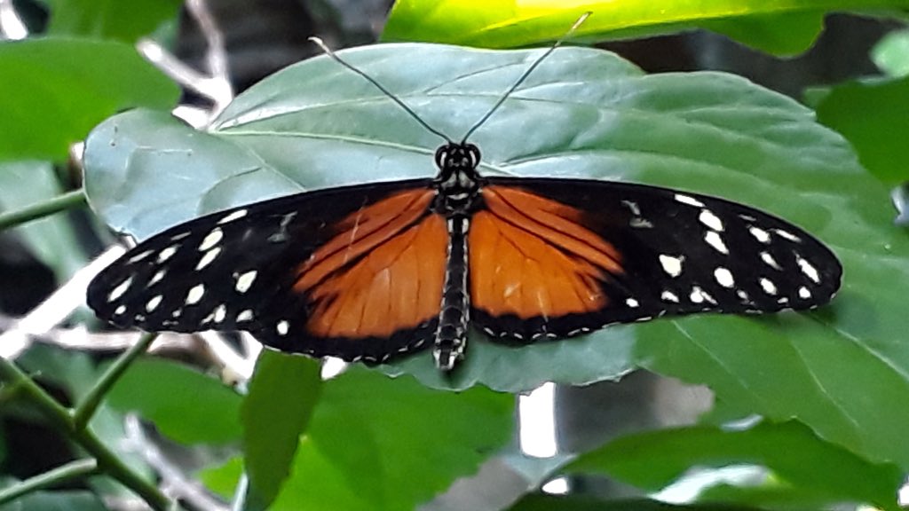 Strength and balance #Butterfly @myvancity 
@ParkBoard @NatureCanada @Gardens_BC 
@VanDusenGdn @VicBCGardens 
#ExploreBCGardens