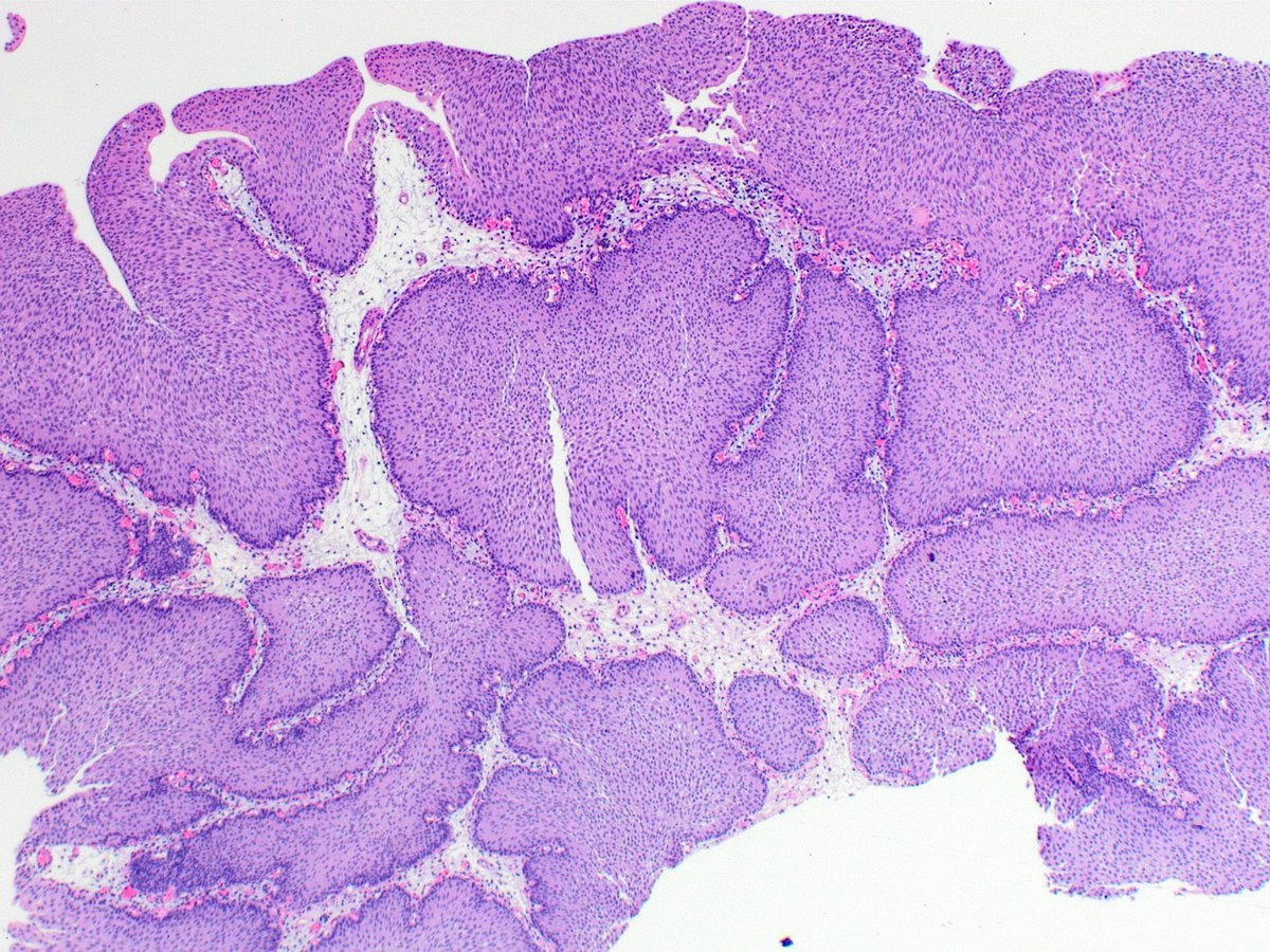 Kiril_T_Can tweet media