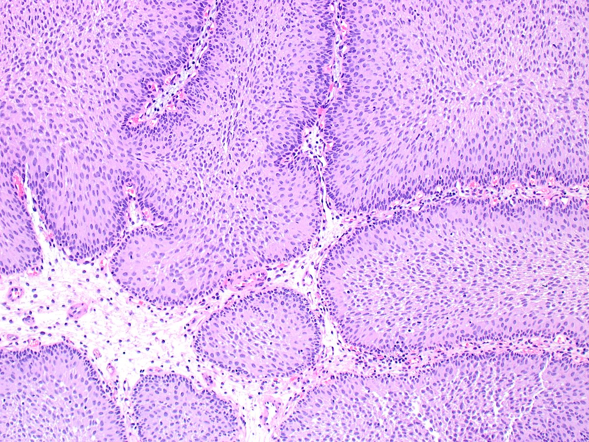 Kiril_T_Can tweet media