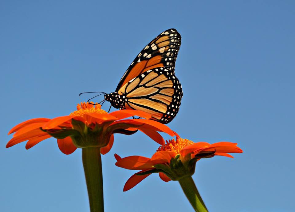 Visit Muskogee tweet media