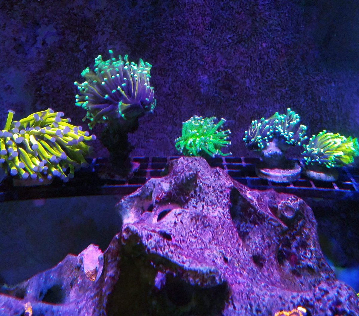 BayouReef's tweet photo. Beautiful garden!#aquarium #aquaculture #coral #corals #allmymoneygoestocoral #eatsleepreef #saltwatertank #reeflife #reeftank #reefaquarium #livecoral  #saltwater 
 #fishtank #coralreef #saltwateraquariums  #reefrevolution  #sps #lps #bayoureefkeeping #reefaddict #gotoaquafest https://t.co/bURATndW5v