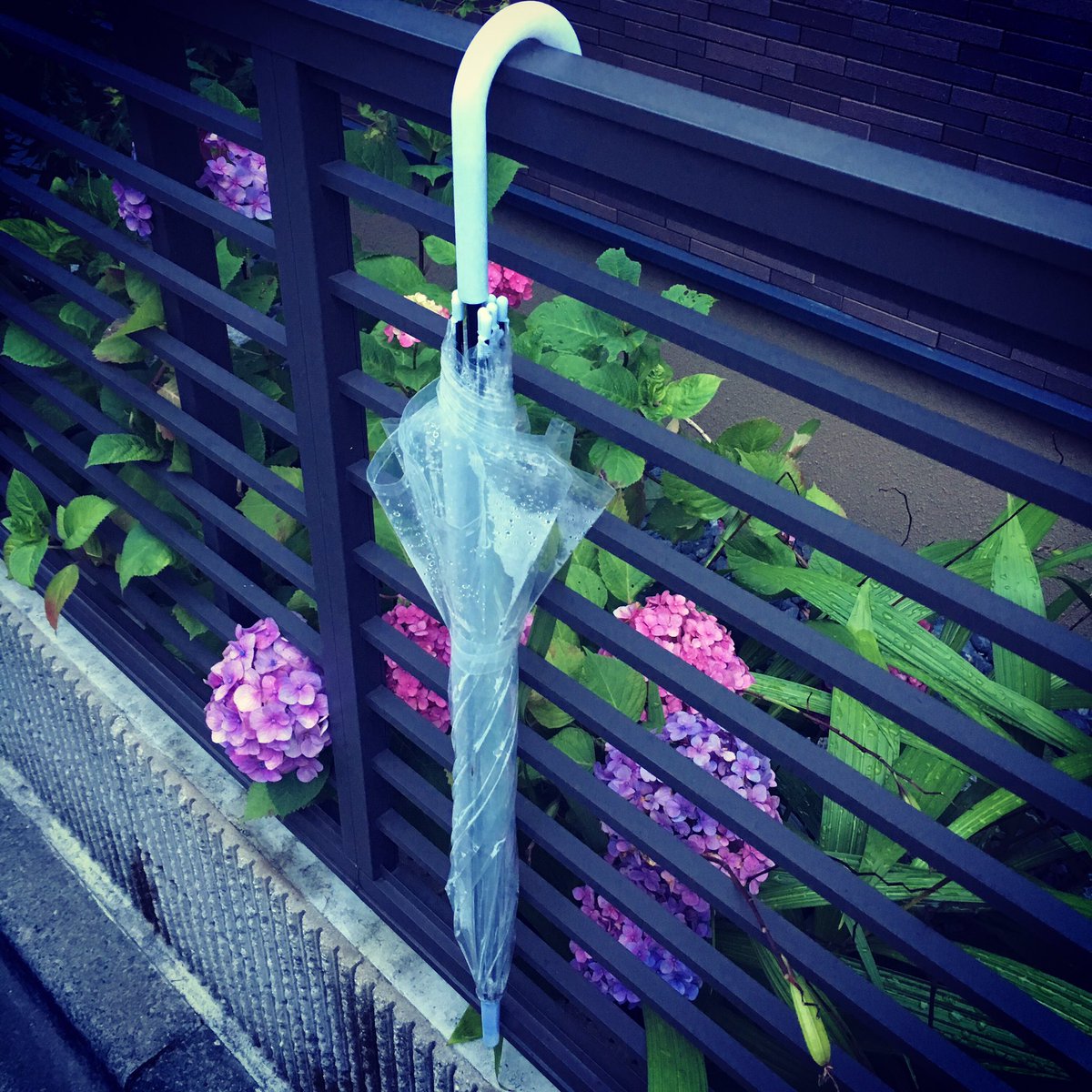 紫陽花と傘