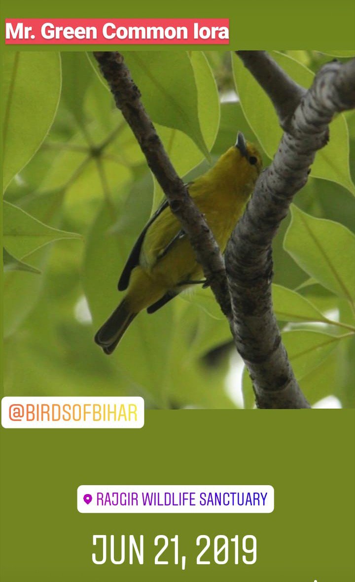 wildbipsabihar's tweet image. Common iora
Rajgir Wildlife Sanctuary
@rwls #rwls #birdsofbihar #commoniora #birdsofnalanda @dmnalanda @nalanda_univ @UNEnvironment @BiharForestDept #exploringbirds #naturalistlife #savewildlife