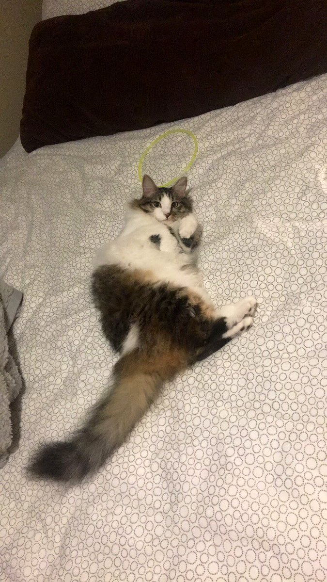 jneale90's tweet photo. #mrpaws #animalsbeingcute #ravekitty https://t.co/3O6X7tX3Lc