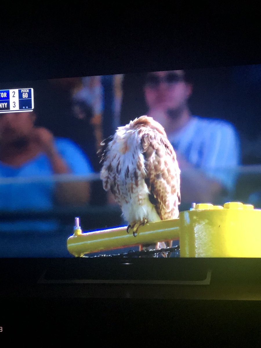 NYYFUC's tweet photo. Ok #rallyhawk has been @Yankees stadium every single night , there’s something to this #MLBCentral #mlb @MLB https://t.co/HnNdTbkekY