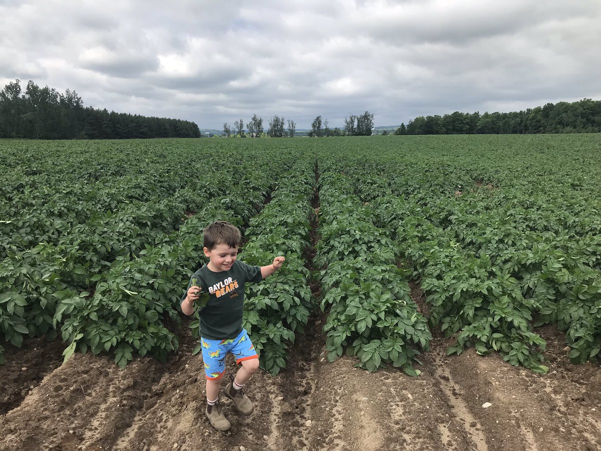 Preschools out means it’s Petiole time! #Grow19 🥔