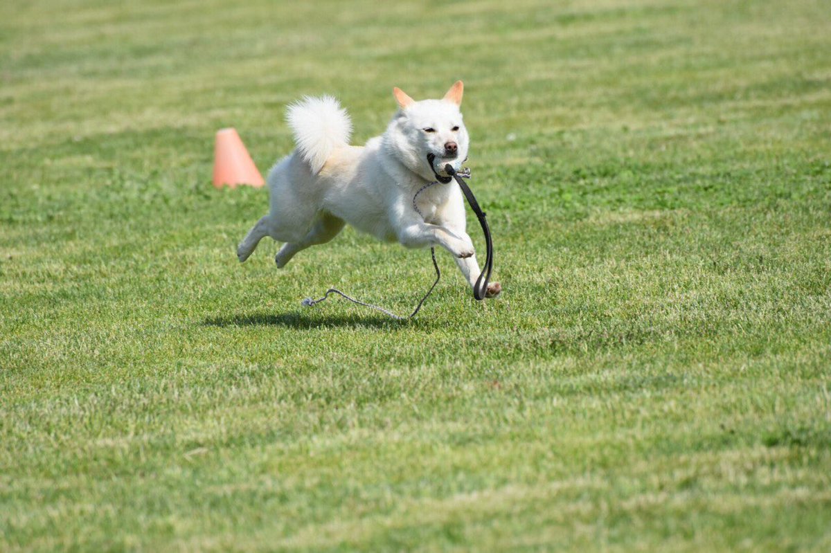 ট ইট র おこめ おこちゃんです この前モッテコーイ って競技に出たのね おっきい犬に混じって あとちょっとで3位だったのに ボール投げるの下手くそな飼い主のせいだわ ルッツは2位だったのに 悔し 犬の学校 雑種犬 レトリーブ競技