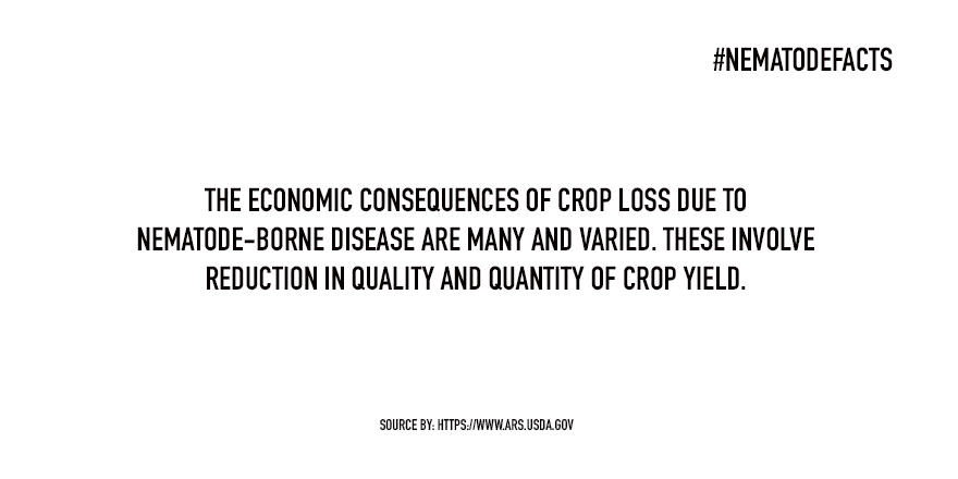NematodeFacts's tweet photo. All crops are damaged by at least one species of plant-parasitic nematode. https://t.co/nT4zoiElhI