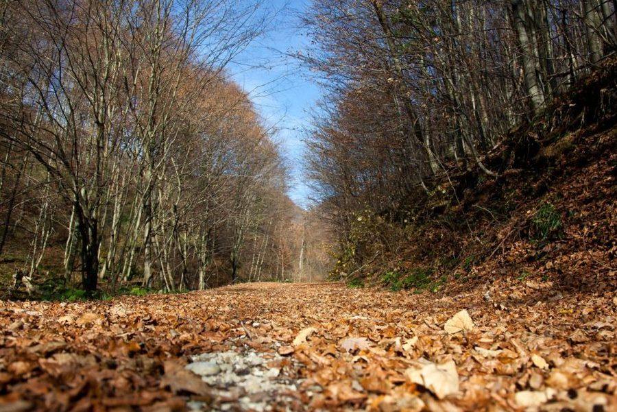 The most significant phenomenon of  Medvednica are the forests, which cover 81% of the surface of the park. 🌳🌿

Lawns cover larger parts of peripheral areas, but they are rare within the forest complex of Medvednica.

#Medvednica #ParkPrirodeMedvednica