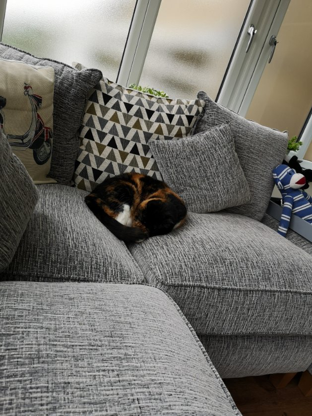 DiSharp2's tweet image. #Luna  #lazycat