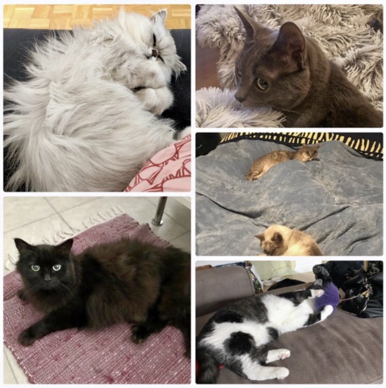 bevelbev's tweet photo. Visited cute cats this month! 🐱 https://t.co/XuPHgjPvbR