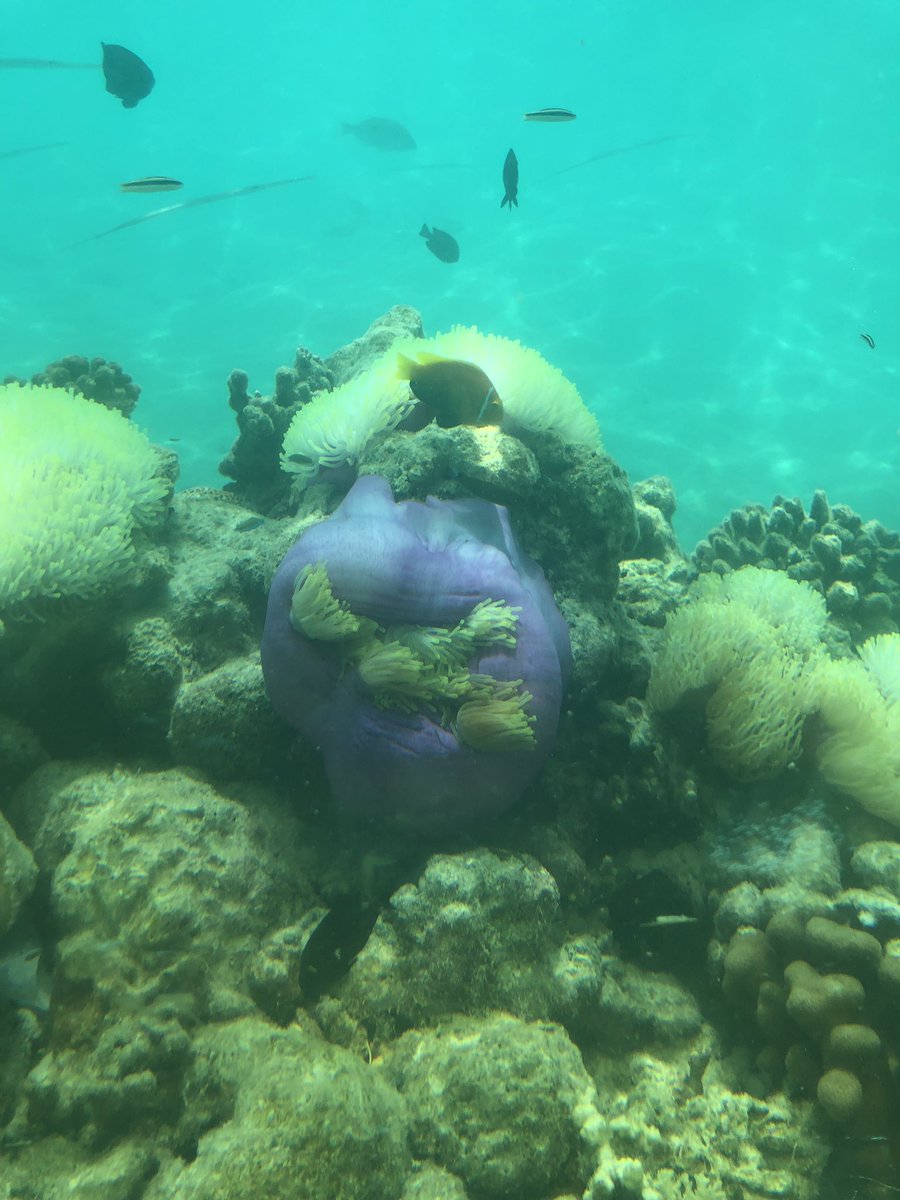 Sally_Elite's tweet photo. Ozen by Atmosphere #stunning #beautiful #luxuryhotel #luxurylifestyle  #underwater https://t.co/7PS7REPk82