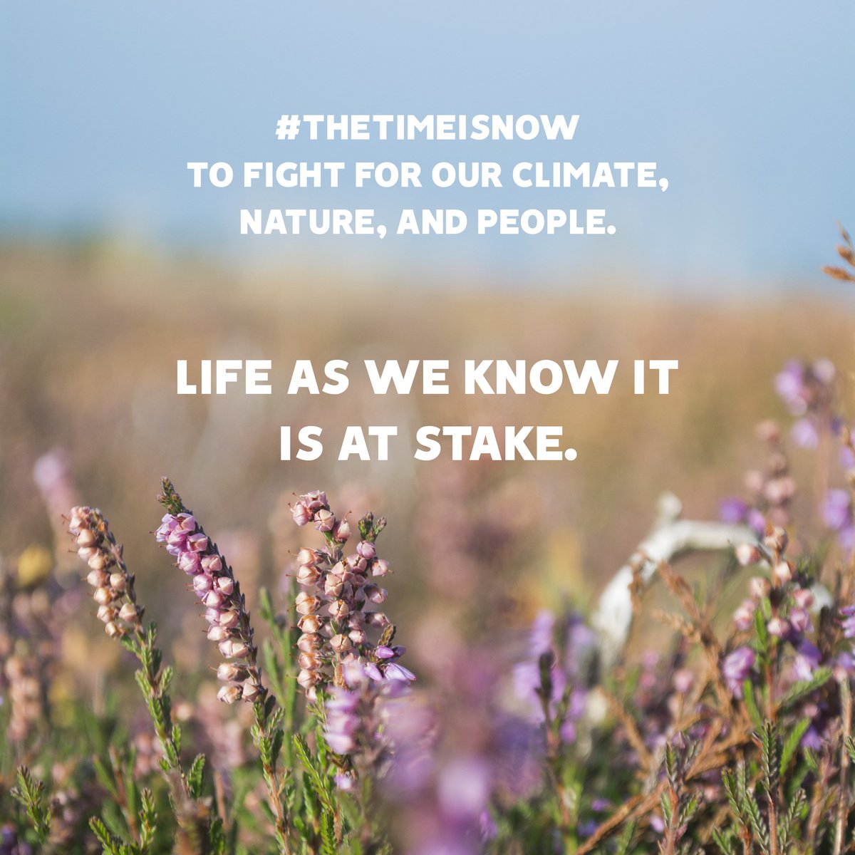 Can't make it to the Mass Lobby in London today? Tweet or email your MP to let them know why #TheTimeIsNow for our natural world. #WilderFuture
