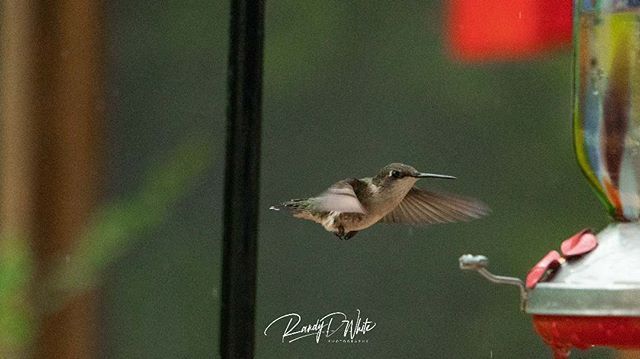 randydwhite's tweet image. The last shot in the series of the General
.
.
.
.
#hummingbird #hummingbirds #motionshot #actionshots #hummingbirdfeeder #birdfeeder #bird #birds #birdinflight #birdphotography #nature #natureshot #naturephotography #randydwhite ift.tt/2Xy3xvc