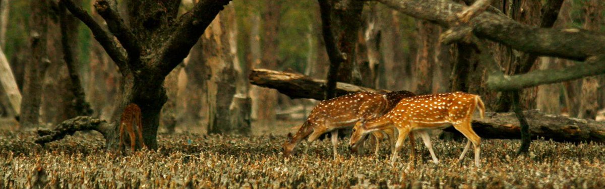 NagerWilliam's tweet image. Explore the Sundarbans, the largest mangrove forest in the world, intersected by a complex network of tidal waterways, mudflats and small  islands. (link: pathfriend-bd.com) pathfriend-bd.com   #sundarbantourbangladesh
#Bangladeshtour