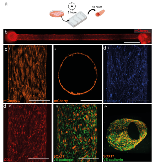 AdamEnglerUCSD's tweet photo. #AcademicTwitter: Need to #3Dprint vessels-in-a-dish but its not reproducible??? Try viscous finger patterning via Mummery and Orlova lab @UTwente @AIP_Publishing #APLBioengineering
https://t.co/HixjoJtEZ8 https://t.co/2QvpxeFDER