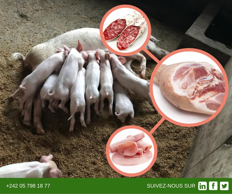CMagrobusiness's tweet photo. La ferme C.M Agrobusiness a pour objectif de se spécialiser dans le domaine de l’élevage de porcs en production de masse et dans la production de viande et de produits de charcuterie (jambon, saucisson sec, etc…)

#CMagrobusiness #ChezMoiAuCongo #ferme https://t.co/o8Y5UZWiSW