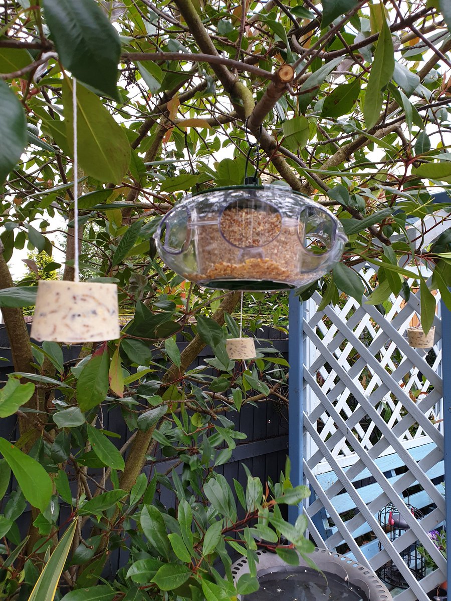 smith20_lisa's tweet photo. The suet cakes are up @Natures_Voice just need the birds to come for breakfast now 🐦 Popped them by the new bird feeder I bought which they don't seem to understand at the moment, fingers crossed they'll work it out now. #watchthisspace #suetcakes #birds https://t.co/jPZSsWj3RZ