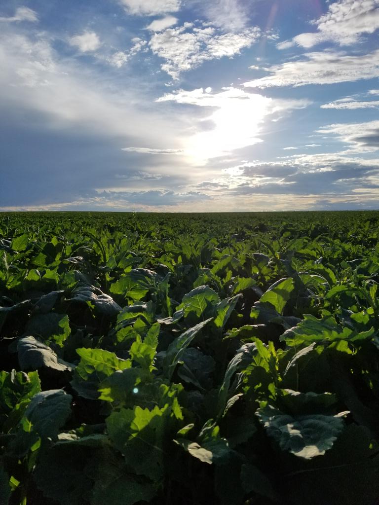 Page__Newton's tweet photo. Check out this lushious @canterraseeds #CS2000 #clubroot #irrigation at Riverbend Colony! Thx @GJColebrook @ParrishHeimbeck for #canola trial 👍👍👍 #WestCdnAg https://t.co/ISrLNn92mD
