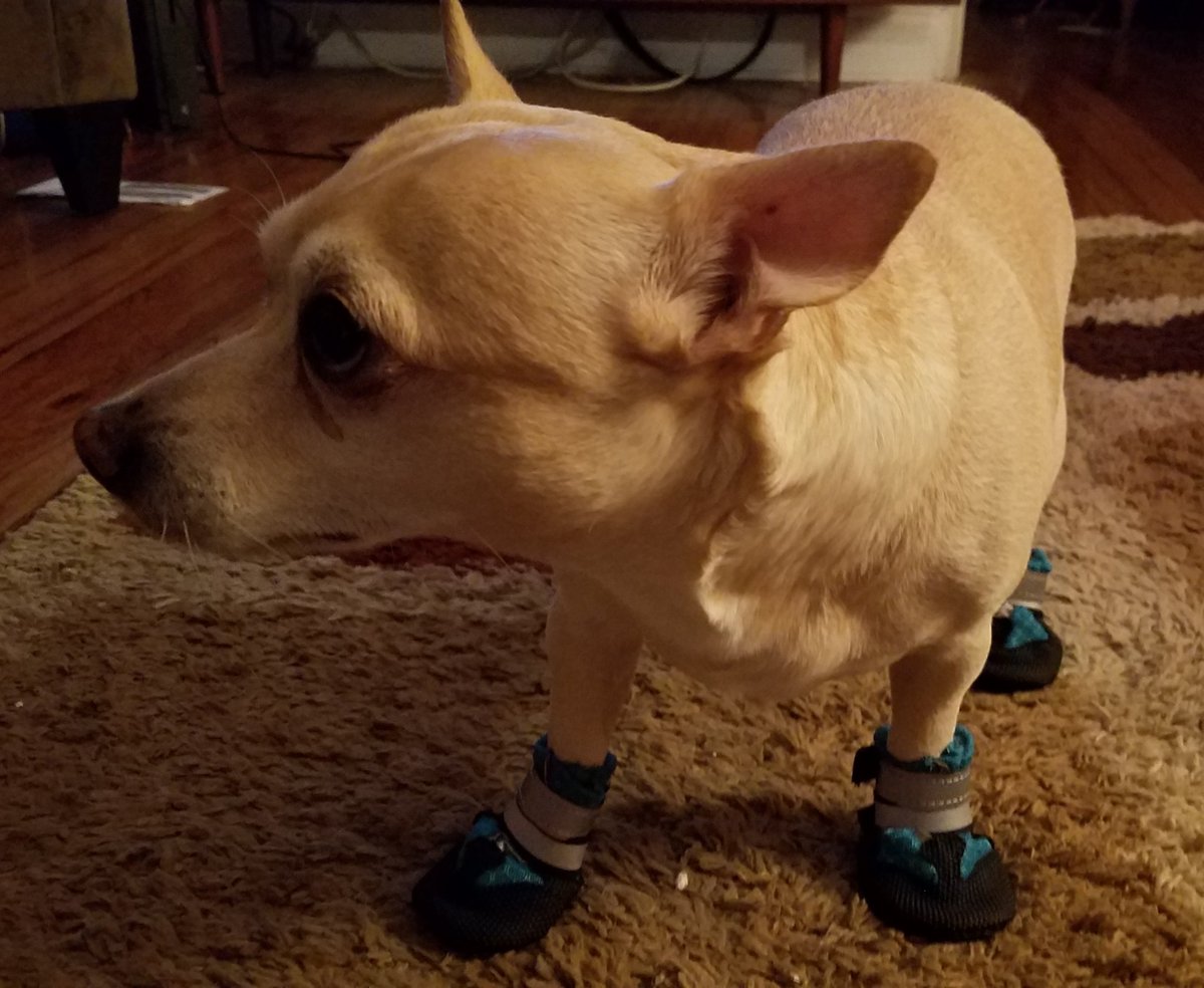 BarryBoy04's tweet photo. My people bought me shoe-booties, because Florida is hot. I hate them. #toohot #BarryBoyTweets https://t.co/9fsHlUrotZ