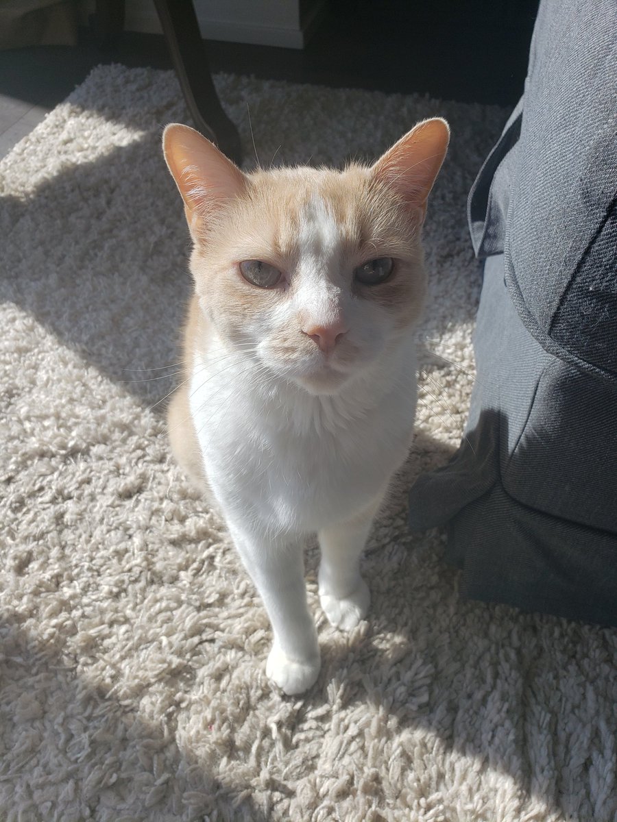 DeannaLaver's tweet photo. @SamSykesSwears Here is Ralphy https://t.co/VxxkQlg2Bb