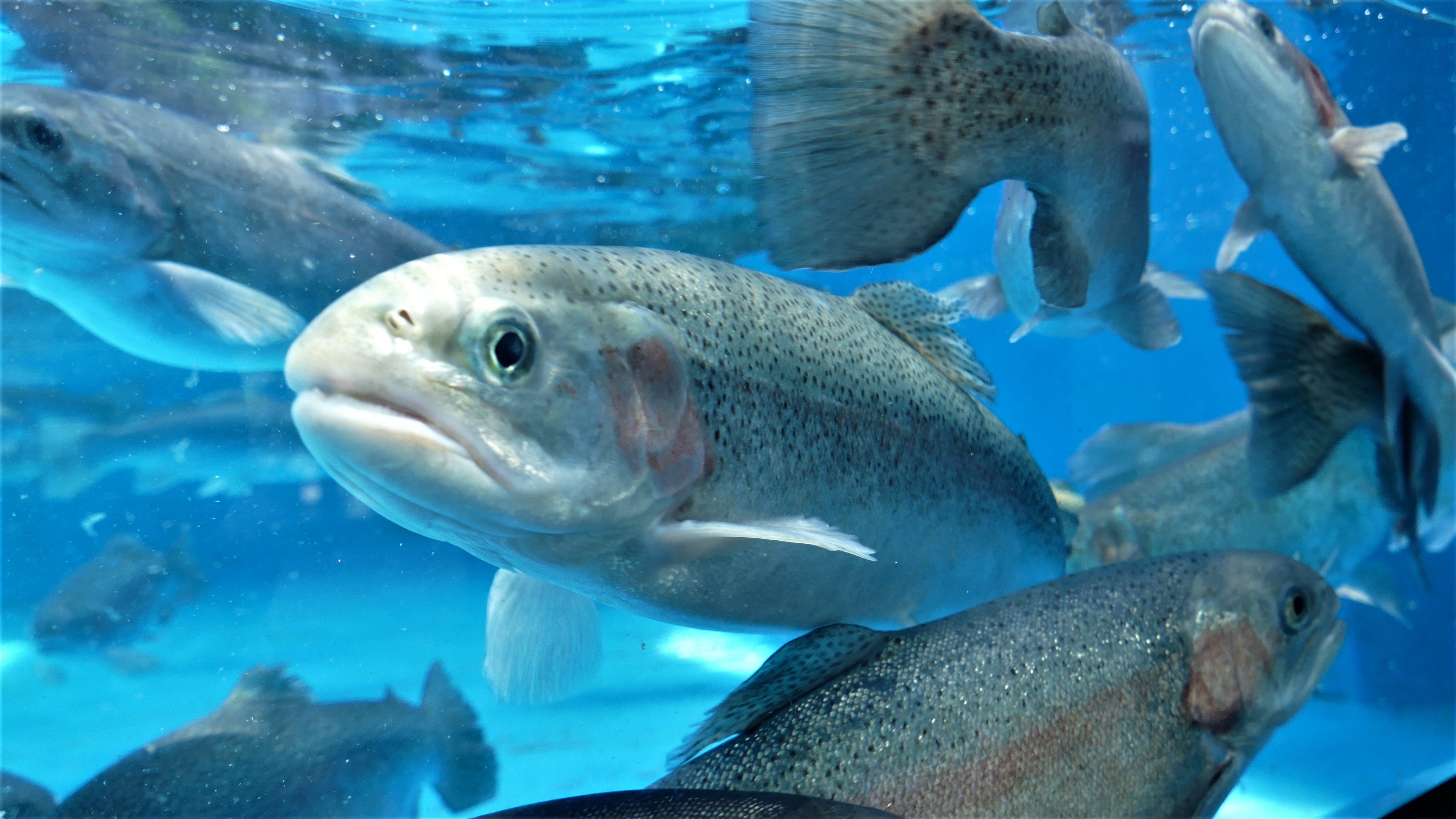 標津サーモン科学館 Shibetsu Salmon Museum 皆さんが何気なく食べているお寿司のサーモン 実はこのニジマスも使われています １番多いのはタイセイヨウサケです 普段食べている魚達が 水槽の中を泳いでいる姿って 何だか不思議な感じがしま