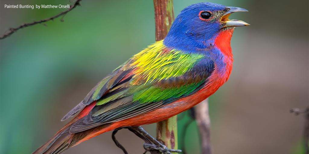If you're at #AOS19AK meet ABC in person! Cara Joos will be giving a talk on Wednesday (tomorrow). If you see her during the week, learn more about the ornithology work she does at ABC and with the Joint Ventures.