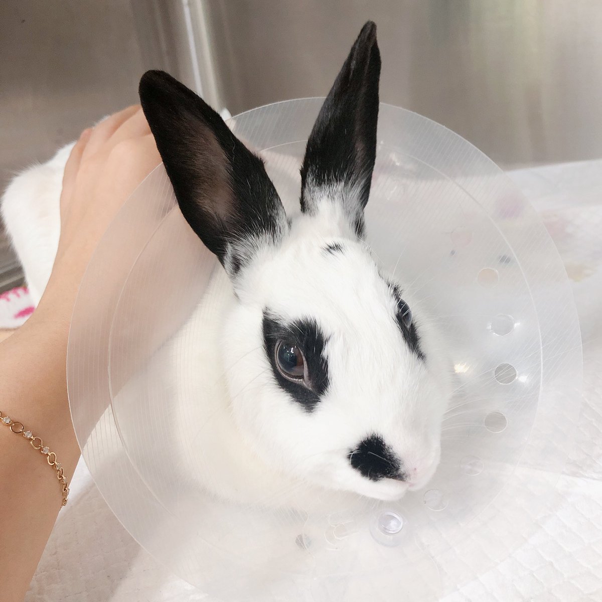 Rabbit_J6th's tweet photo. 소변줄을 뺐습니다...! 넥카라도 다시 작은걸로ㅠ 작은발에 꽂혀있던 수액줄까지 다빼서 지금은 작은넥카라만 하고있어요 소변줄빼고도 오줌 잘나오고있대���ㅠ(감격) 컨디션올라오는지 쓰다듬으라며 뒷발쿵쿵대서 30분이나 서서 쓰다듬어드리고 왔습니당😁 언니 저녁에또올게...! https://t.co/aeiEYh9g6y