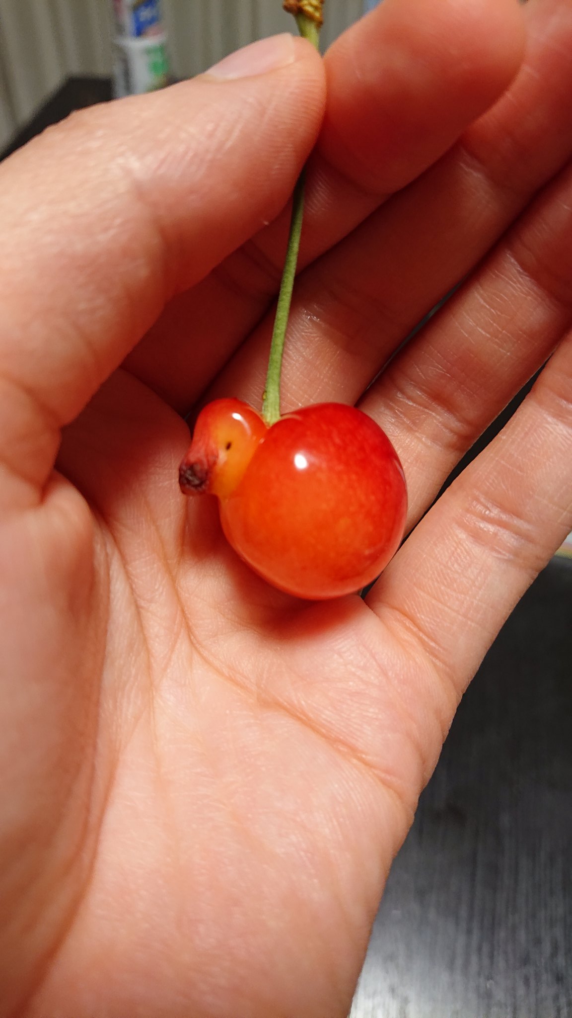 さくらんぼの中にアヒルが紛れ込んでてかわいい 話題の画像プラス さくらんぼの中にアヒルが紛れ込んでてかわいい 話題の画像プラス