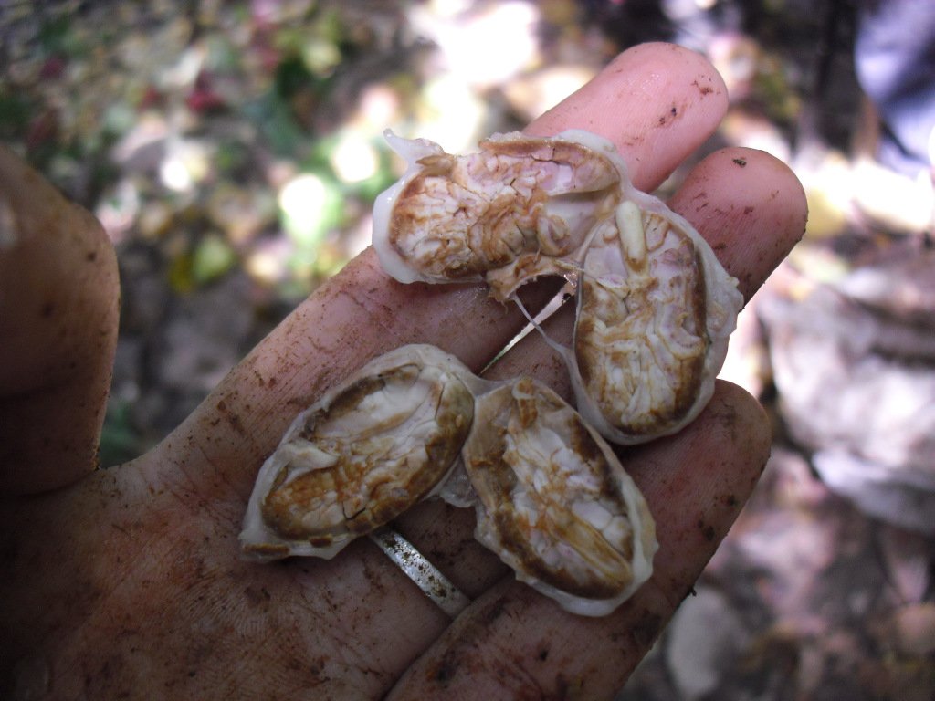 El prestigioso cacao venezolano mileidysnieves.wordpress.com/2019/01/23/el-…