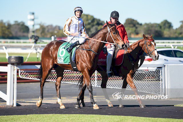 SwettenhamStud's tweet photo. #ASSERTIVEAPPROACH 3G Akeed Mofeed x Arrival( Choisir )dominates making it 2/2  at Sandown (H)(Ladbrokes Park) Vic in 55.13 for 1000m for Tr @HawkesRacing  &amp; @goldinfarms  Akeed Mofeed stands at @SwettenhamStud  in 2019 https://t.co/KfJ7idERfN