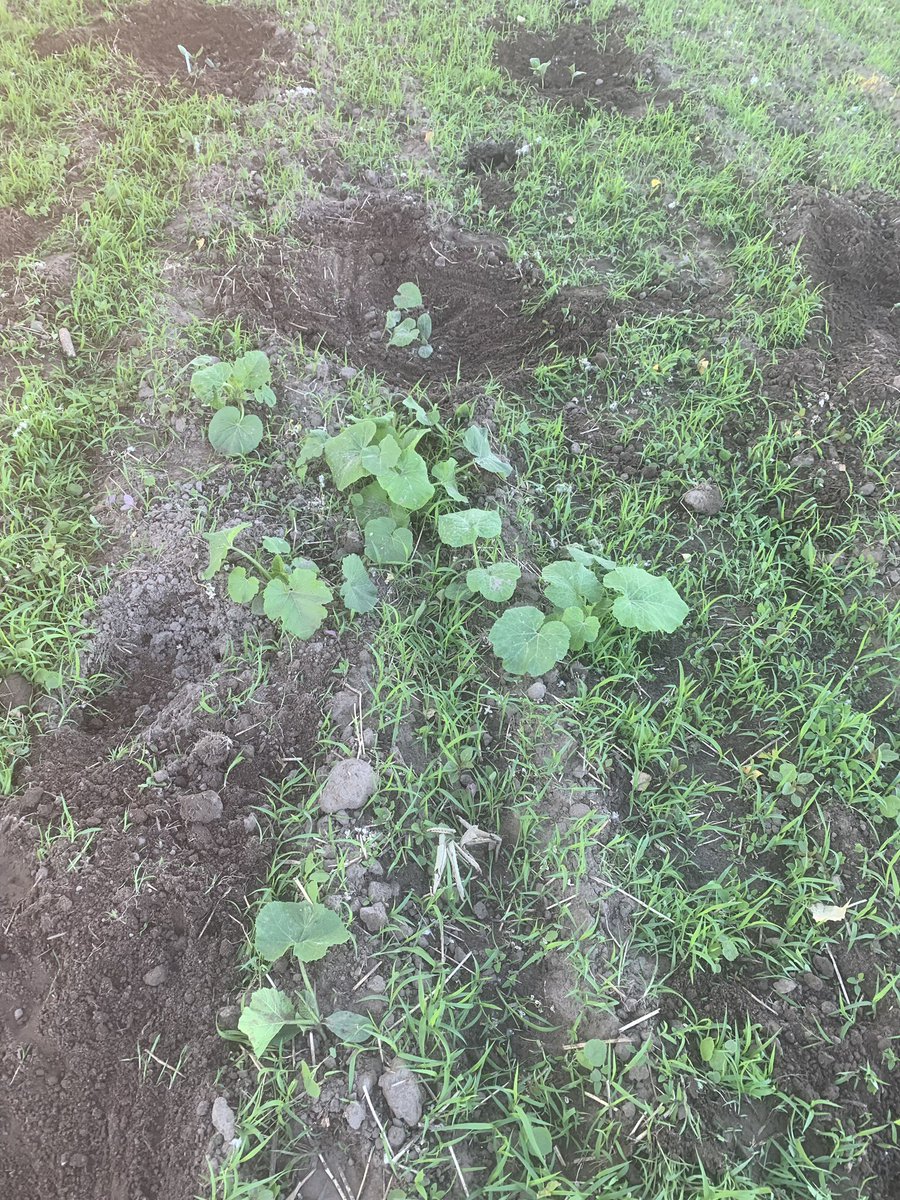 JulieKluge1's tweet photo. Weeding the garden and stuff is actually growing!! Hopefully there will be squash to pick this fall (autumn*)! Stuff from last year reseeded itself, so that’ll be a surprise to see what it actually is 😁 #greenthumb #dieweeds https://t.co/SBvA26ztEu