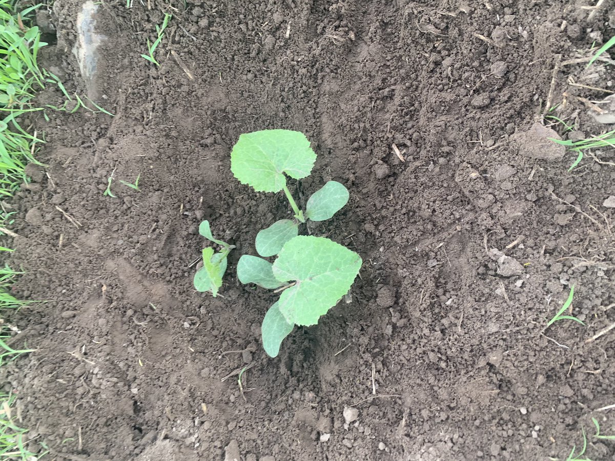 JulieKluge1's tweet photo. Weeding the garden and stuff is actually growing!! Hopefully there will be squash to pick this fall (autumn*)! Stuff from last year reseeded itself, so that’ll be a surprise to see what it actually is 😁 #greenthumb #dieweeds https://t.co/SBvA26ztEu