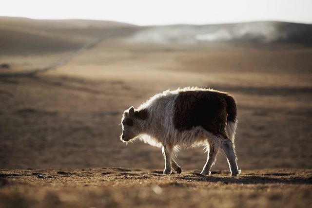 fixsenia's tweet photo. trudge along
旅に出たいなぁ。
砂と岩が続く平原に行きたい。
#tibet #china #sichuan #flat #glassland #right #sunset #yak #child #nikond750 https://t.co/8FTB3Ltyix