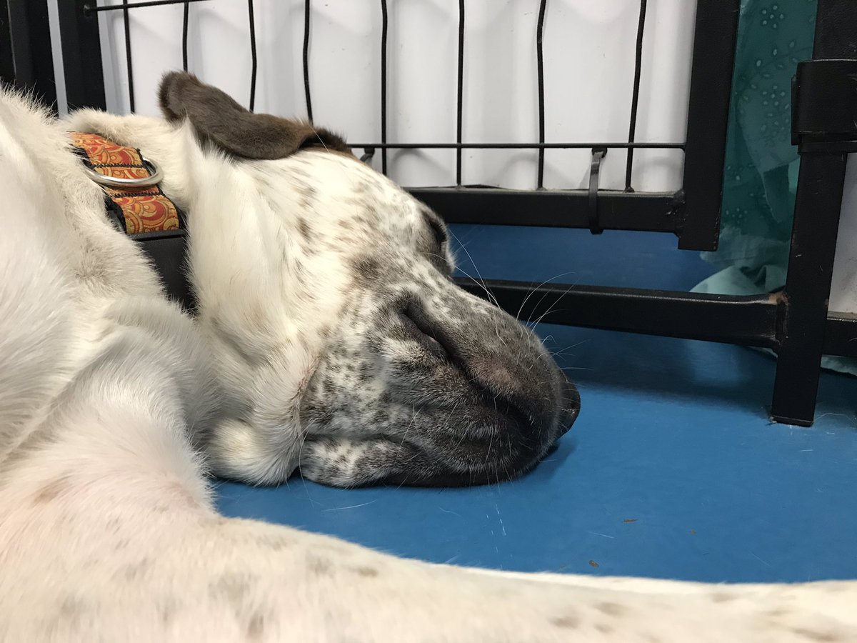 Chauncey: When do I get to go home?
Me: I don’t know bud. I do know we’ll find you the perfect home. #adoptdontshop etobicokehumanesociety.com/dogs-for-adopt…