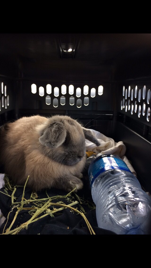 TheLittlestLop's tweet photo. Hoppy birthday to me!! I’m two years old today!! https://t.co/mYgIryuAFH
