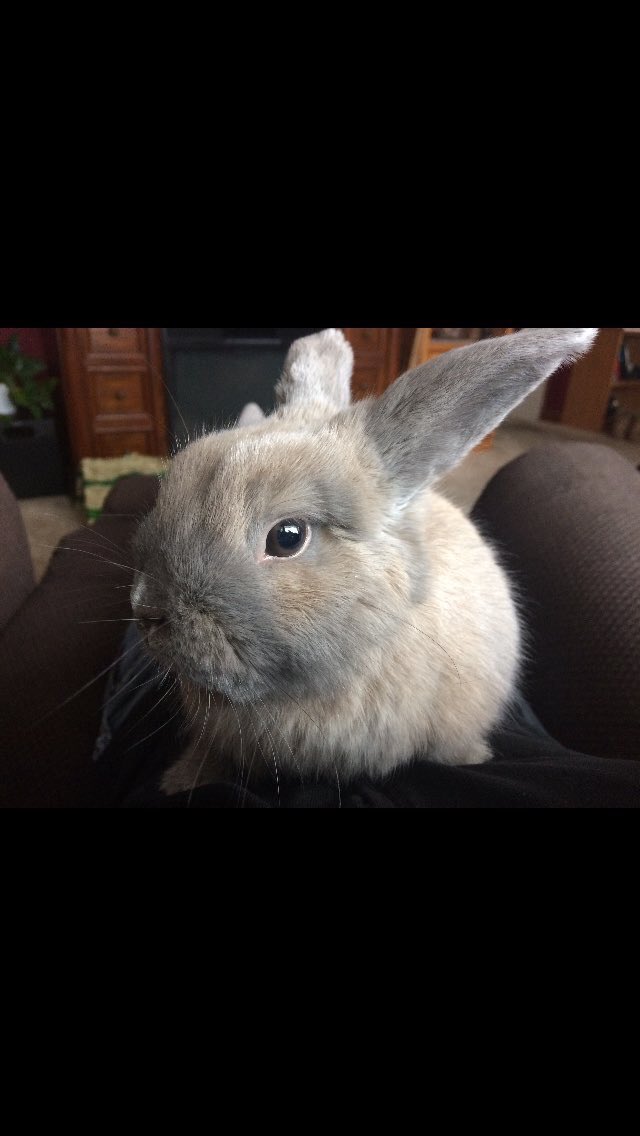 TheLittlestLop's tweet photo. Hoppy birthday to me!! I’m two years old today!! https://t.co/mYgIryuAFH