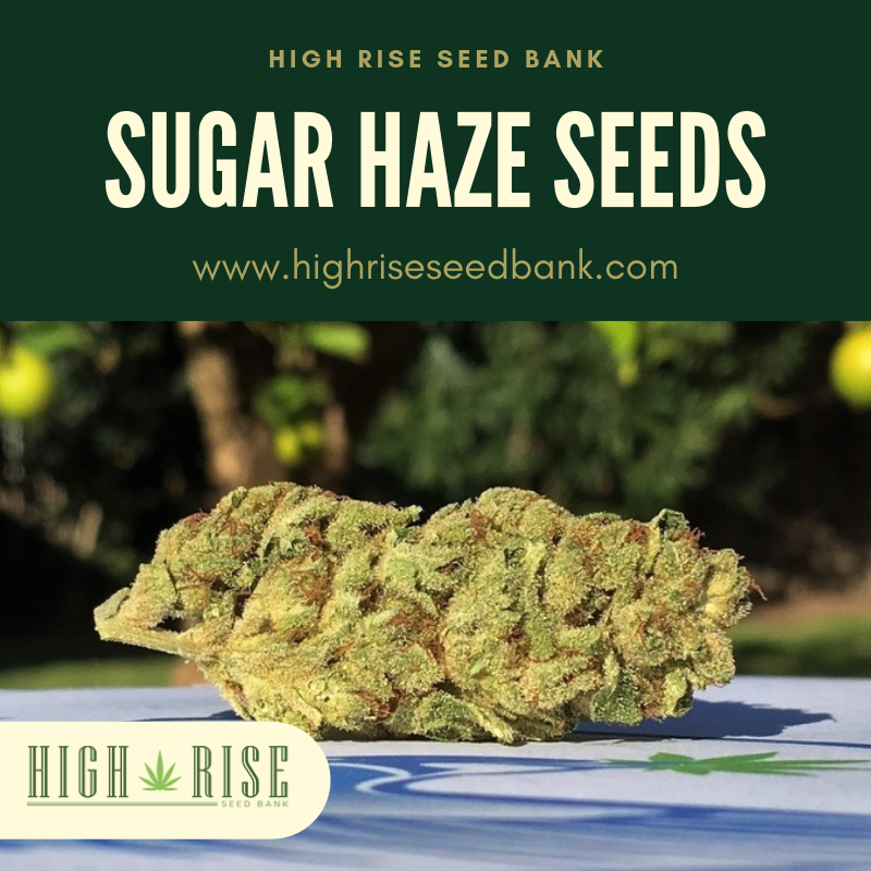 highriseseed tweet picture